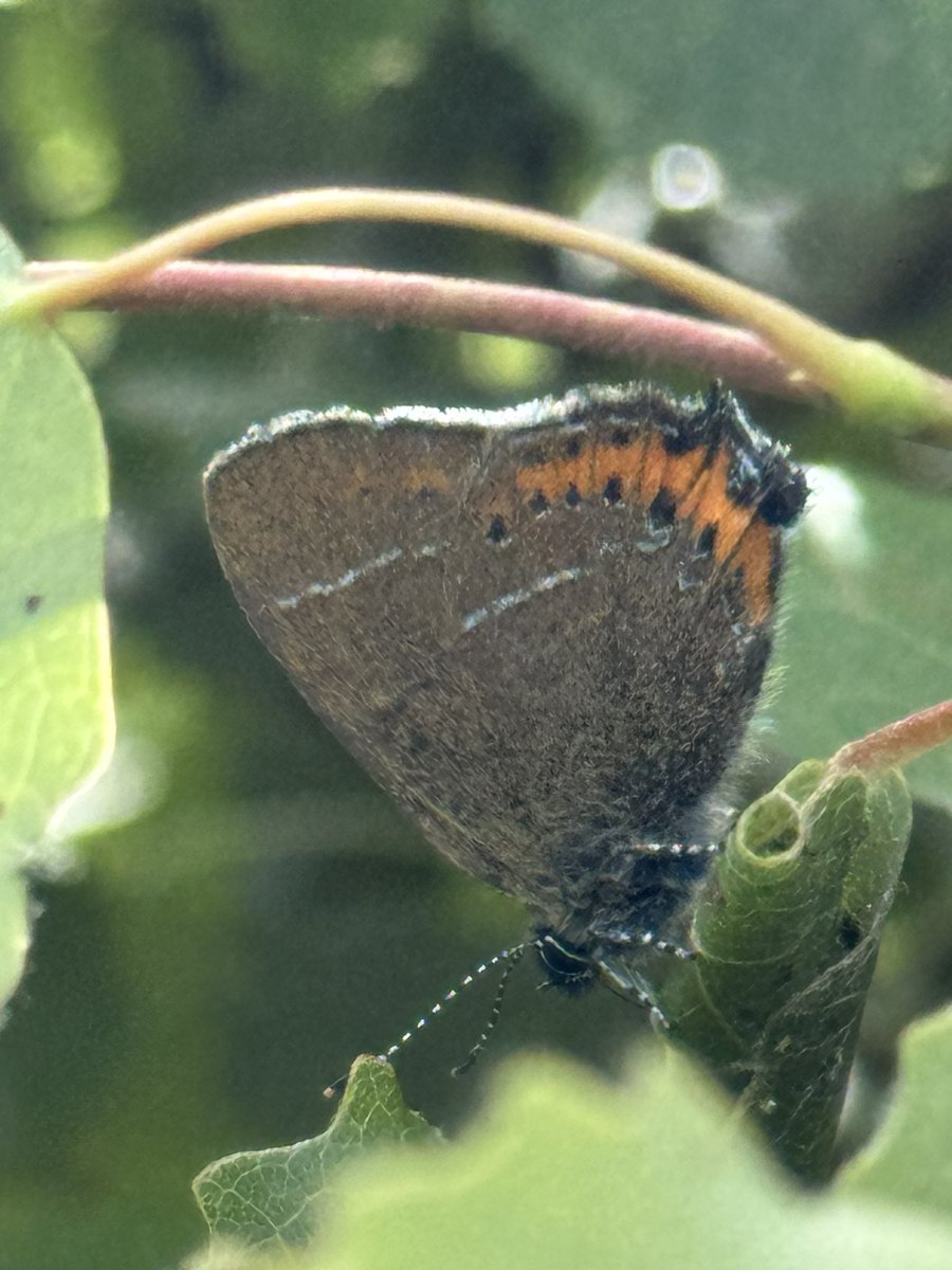 Quite a few Black hairstreaks now showing in Brampton Wood, even got managed a half decent photo on my phone finally 👌… <a href="/savebutterflies/">Butterfly Conservation 🦋</a> 
#iphonepic
