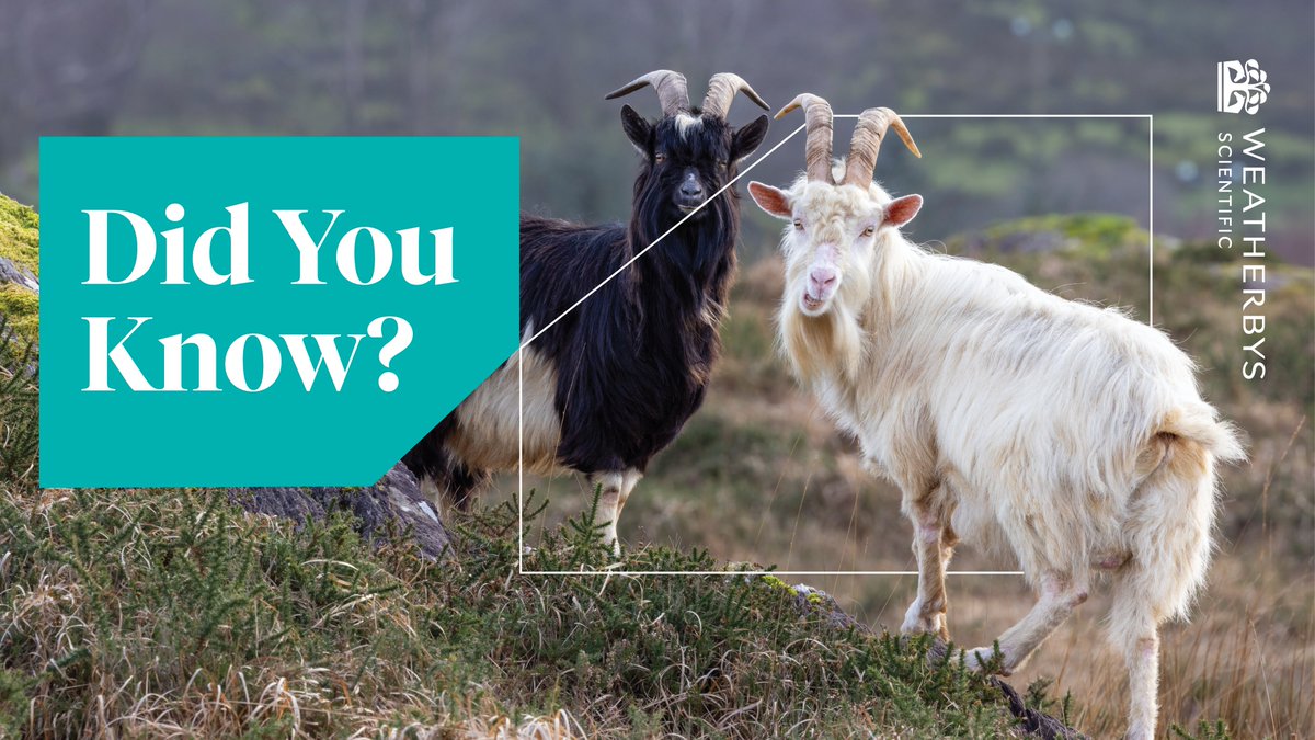 𝗗𝗶𝗱 𝗬𝗼𝘂 𝗞𝗻𝗼𝘄?

Following extensive work by Weatherbys Scientific using the latest genotyping technology, The Old Irish Goat was shown to be a unique breed.

Read more here: weatherbysscientific.com/news/the-old-i…