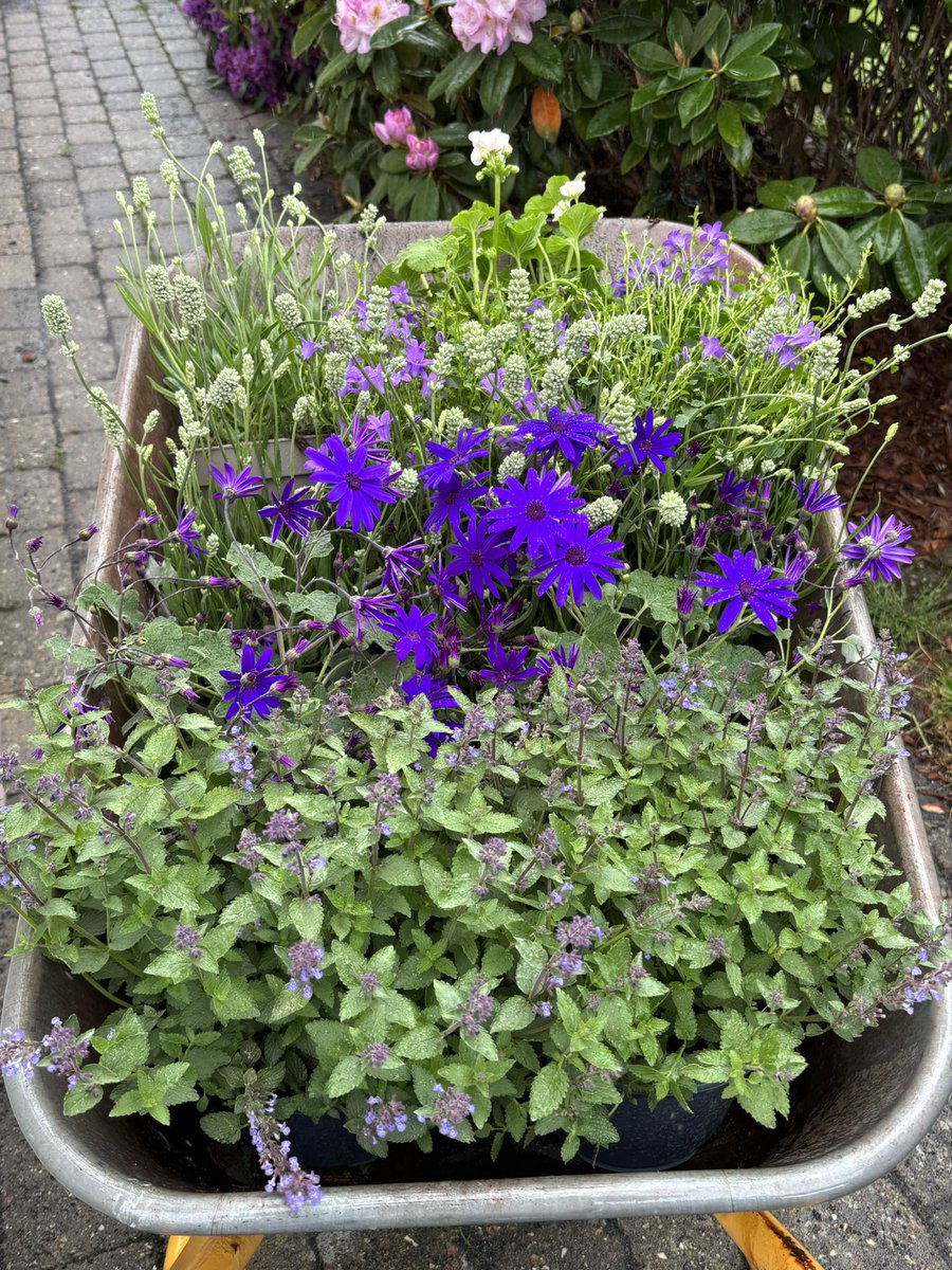 Sådan her ser et stykke med lykke ud #bivenlighave