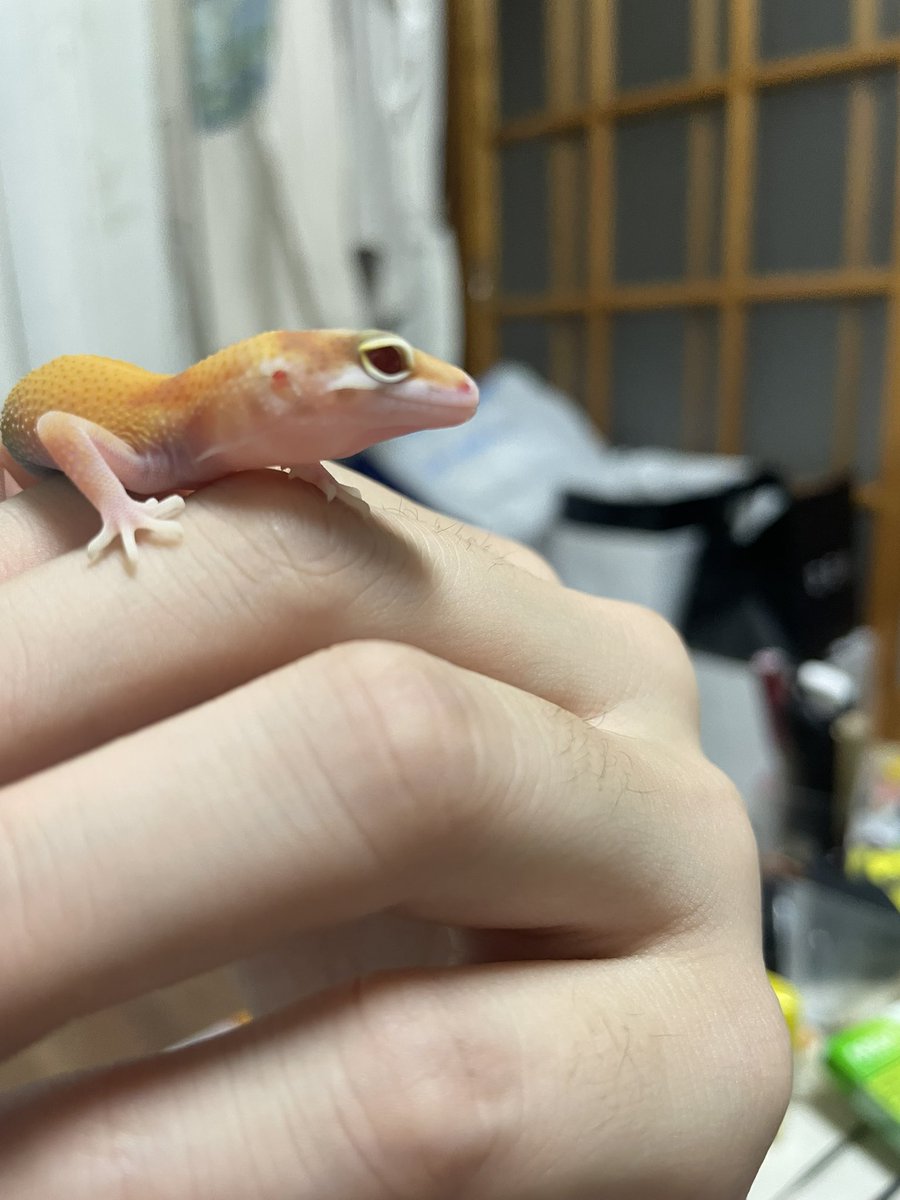 keito_rep's tweet photo. どなたかw&amp;y検定を所持してる方はいませんか？
あと、フルアイってことでいいですかね？これは https://t.co/zcjPVnL1hi