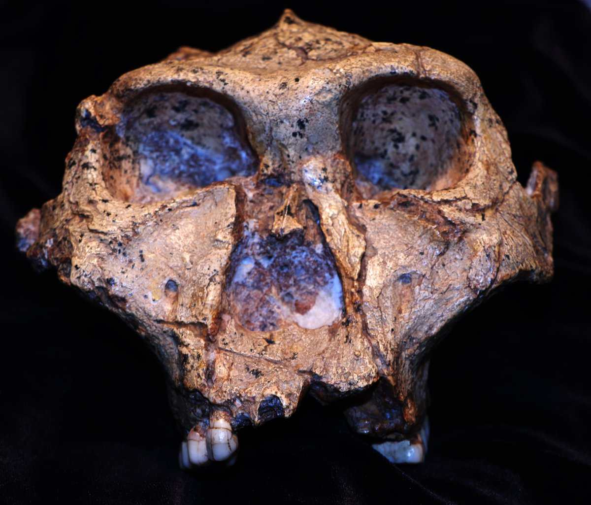 E_Cappellini's tweet photo. #HumanEvolution discovery! Our new study in @ScienceMagazine uses #paleoproteomics to reveal the biological sex and genetic diversity of 2-million-year-old #Paranthropus robustus from South Africa!

Read more: https://t.co/9RLiNSpVKG

#Paleoanthropology #AncientProteins https://t.co/D2fBKFMCGH