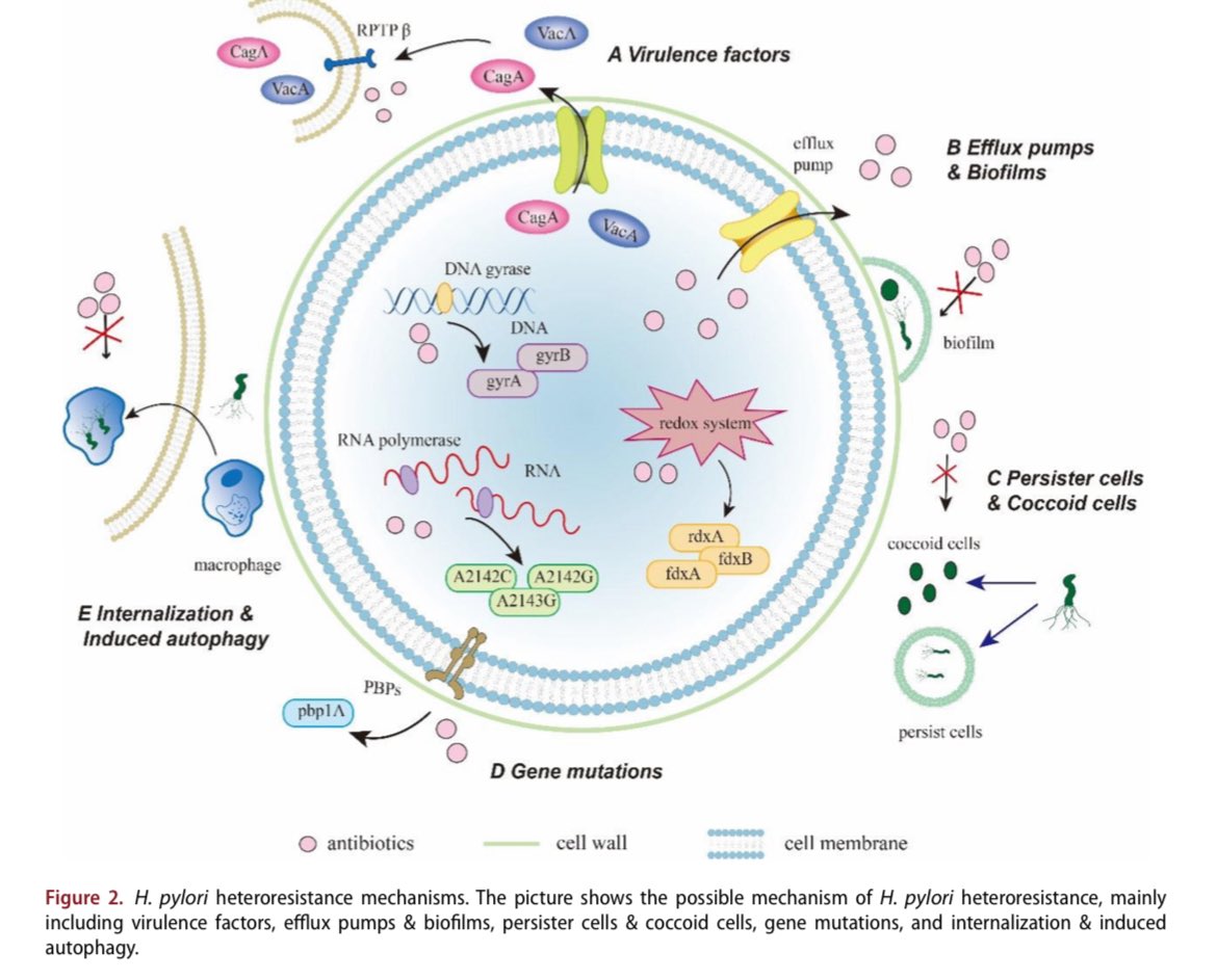 Antibiotic heteroresistance: an important factor in the failure of Helicobacter Pylori eradication

doi.org/10.1080/104084…