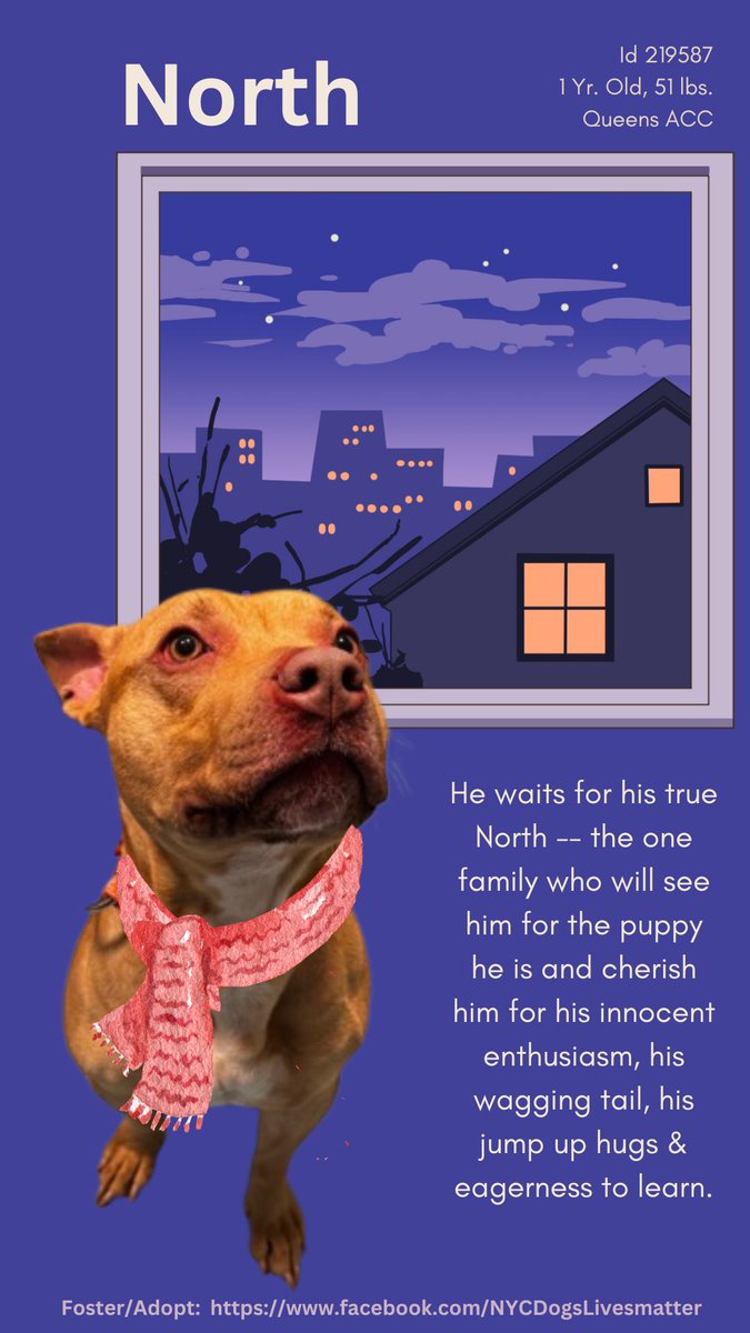 Admitted as a stray, North entered ACC with “his tail wagging furiously, jumping on everyone and wanting to get attention.” His disposition suffered in the kill pound’s unforgiving environment — a capital offense. <a href="/NYCACC/">Animal Care Centers of NYC</a> <a href="/NYCHealthCommr/">Dr. Michelle Morse</a> <a href="/nycHealthy/">nychealthy</a> killed North after 11 days.