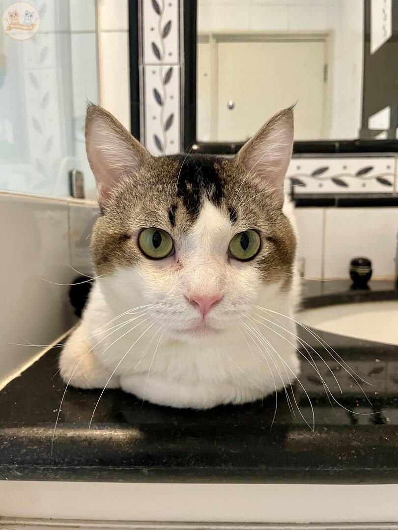 🐈 cimory belum bisa bikin akun pribadi, mama masih sibuk. Sementara cimory nyapa disini dulu ya ❤️ . Ga kerasa udah 5 bulan disini. Belum sesemok dulu pas datang, tapi masih ganteng kan onty..