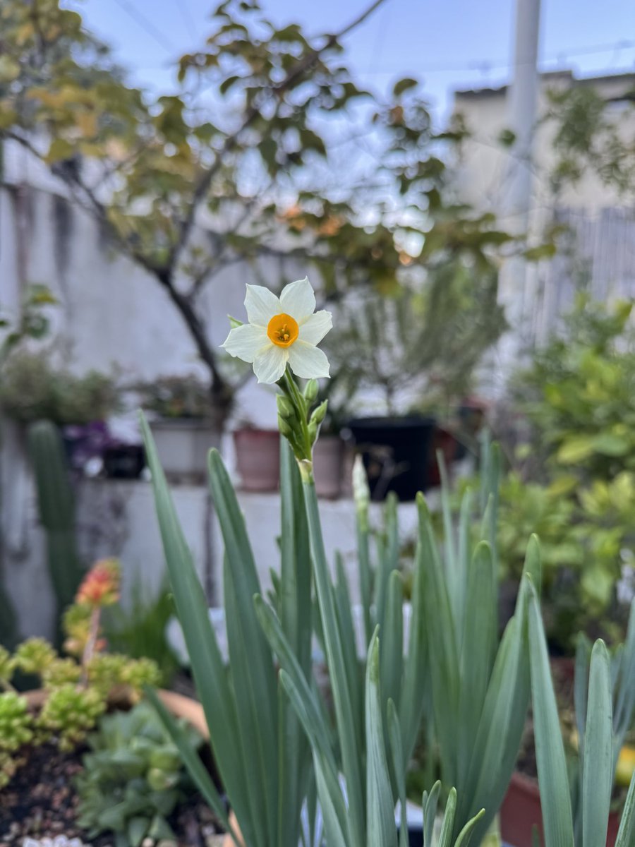 Entre mandarinas y junquillos, la azotea ya huele a invierno ☃️