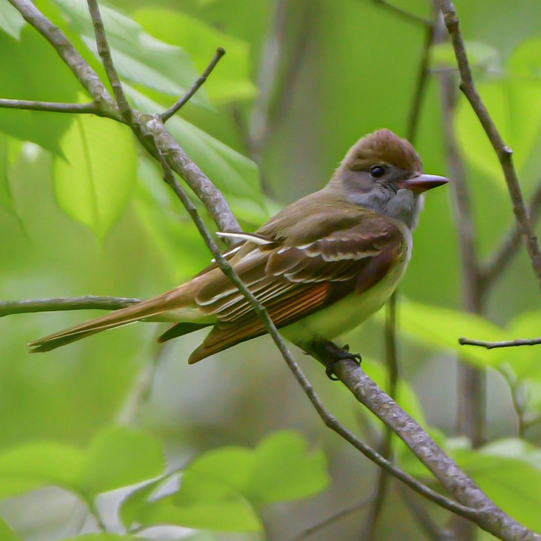 Great Crested Flycatcher for #FlycatcherFriday. We are fortunate to have them nest in our area so we hear them calling all summer. 
#DetroitBirdAlly #Birds #BirdTwitter #TwitterBirds