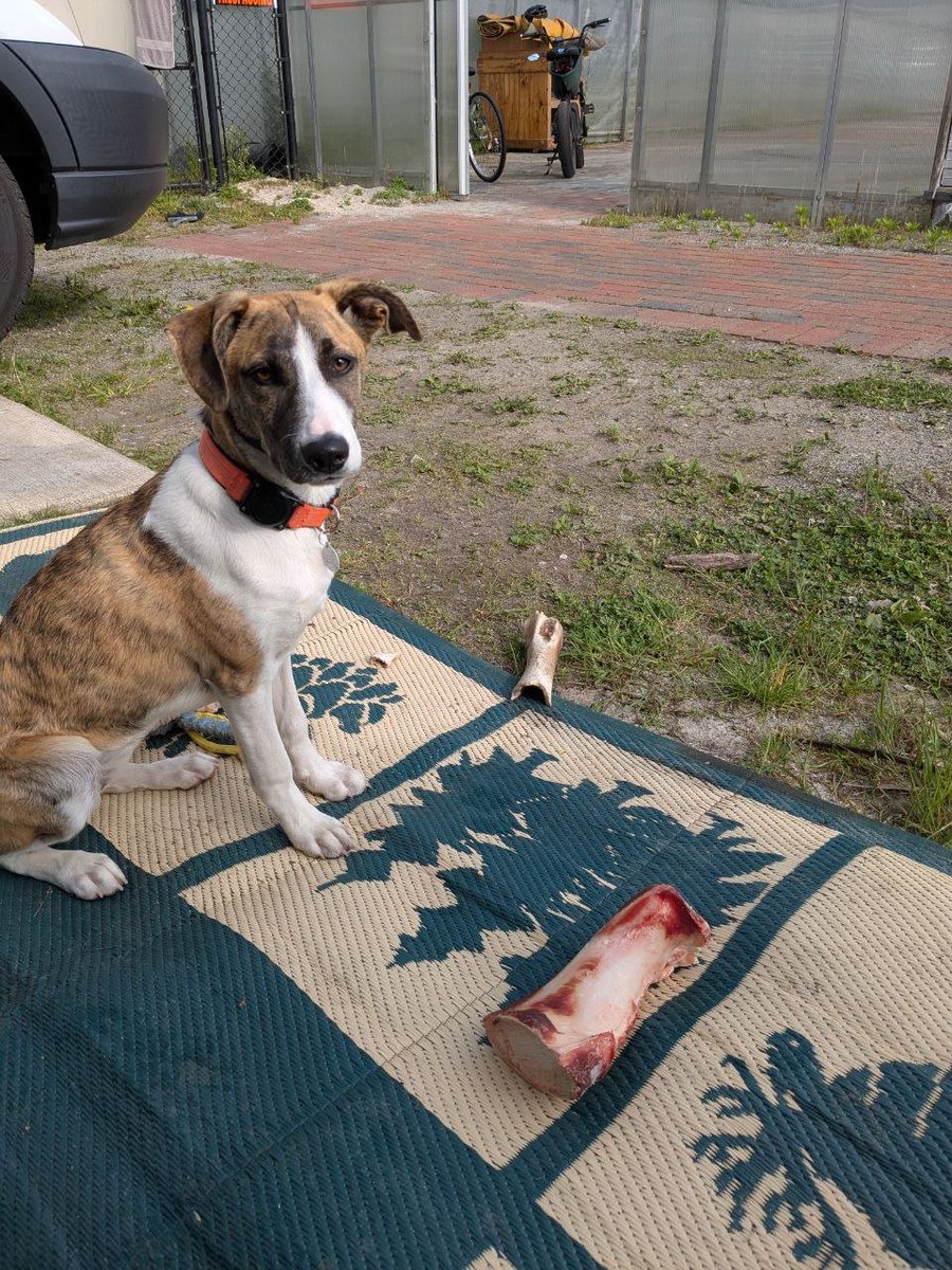 Pool operator rewards 
'Givin the dog a bone'.
Lucy appreciates the support.
youtube.com/watch?v=9dD5r7…