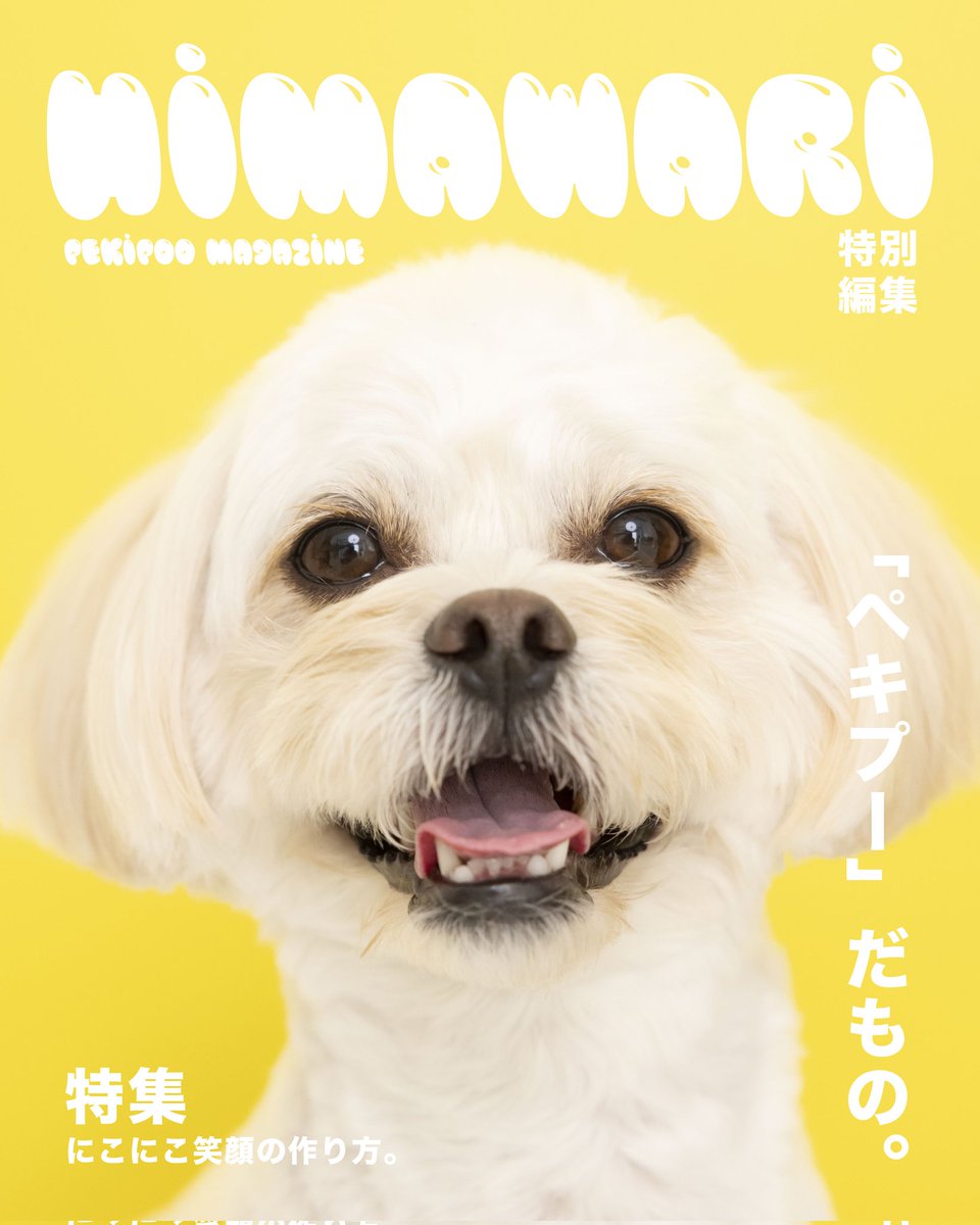 himatsuba_12207's tweet photo. #ペキプー #ポメラニアン #犬好きさんと繋がりたい #いぬのいる暮らし #犬 #いぬ #peekapoo #pomeranian https://t.co/o7zpmDOlRO
