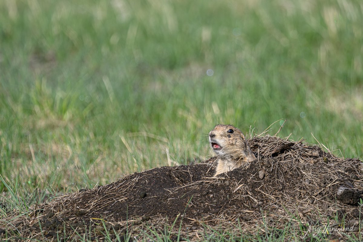 Prairie dogs can be found in many locations around Custer State Park.  They are very attentive to their surroundings as I understand there are a number of other animals that would like to make them a meal!
