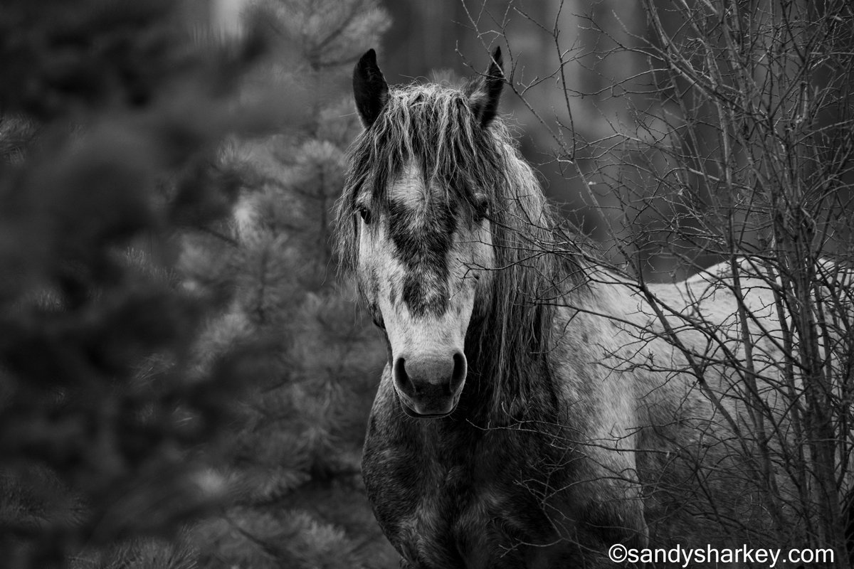 A wild Alberta stallion in the forest.  Such a magical encounter.