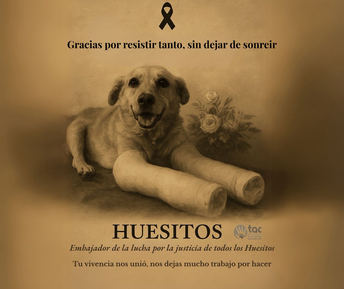 ⚫ Fallece “Huesitos”, el perrito que fue brutalmente agredido por un sujeto que le arrojó una roca, causándole fracturas en ambas patitas delanteras en #Tehuacán. 🐾🕊️