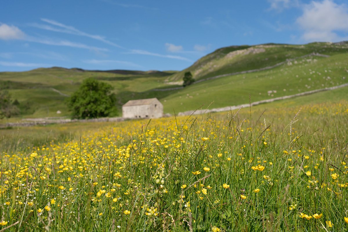 Nestled in Malhamdale in Yorkshire, Hill Top Farm has been in the Heseltine family for four generations.

Join ORFC at Hill Top Farm on 23–24 July for two days of workshops and talks exploring livestock and biodiversity.

Book now: orfc.org.uk/orfc-in-the-fi…

Photos - Gail Caddy