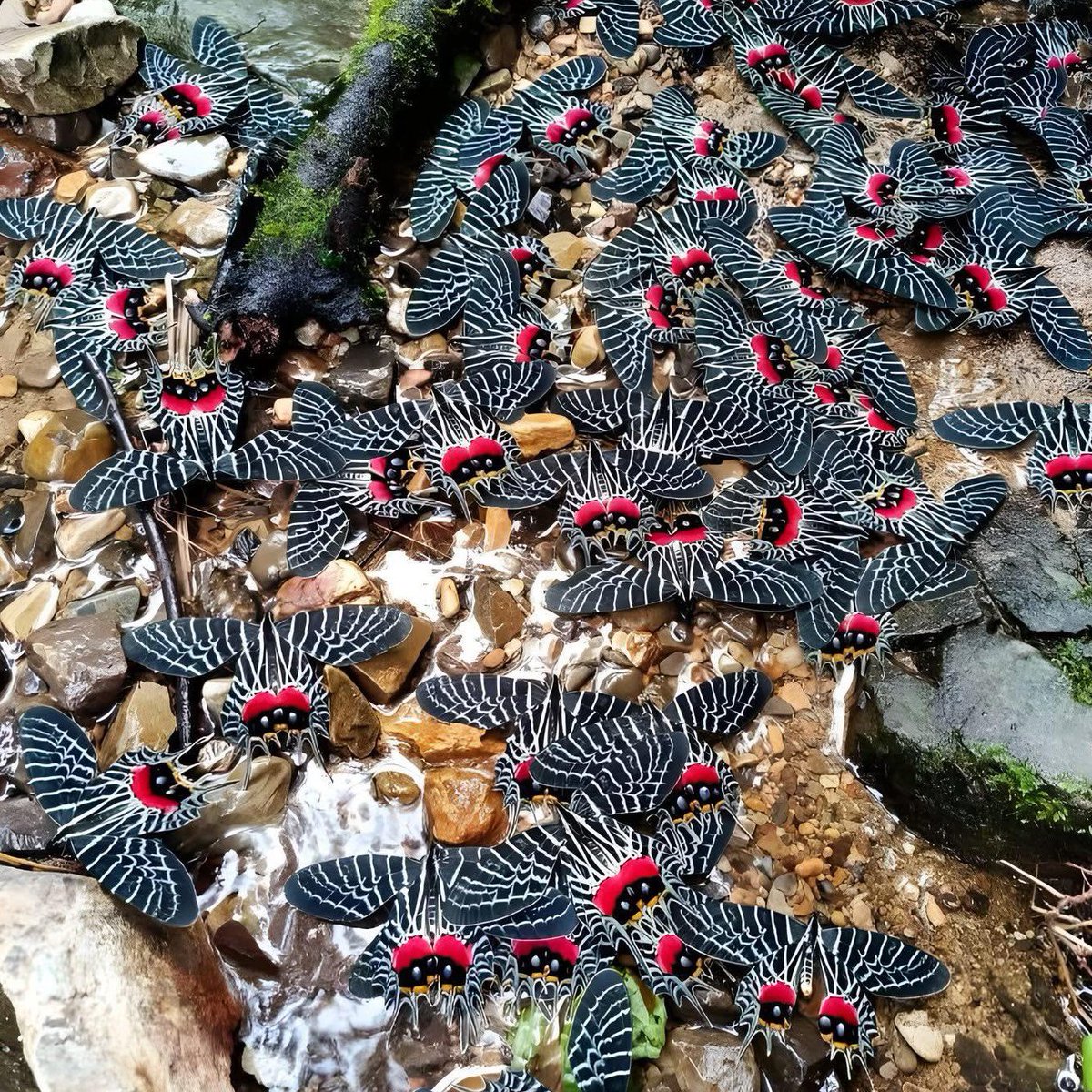 Ever heard of the Three-Tailed Swallowtail butterfly? 🦋✨

This rare beauty stands out with three tails on each hindwing — a unique twist compared to most swallowtails. Not just for show, these extra tails may help confuse predators and keep the butterfly safe.

Nature is wild,