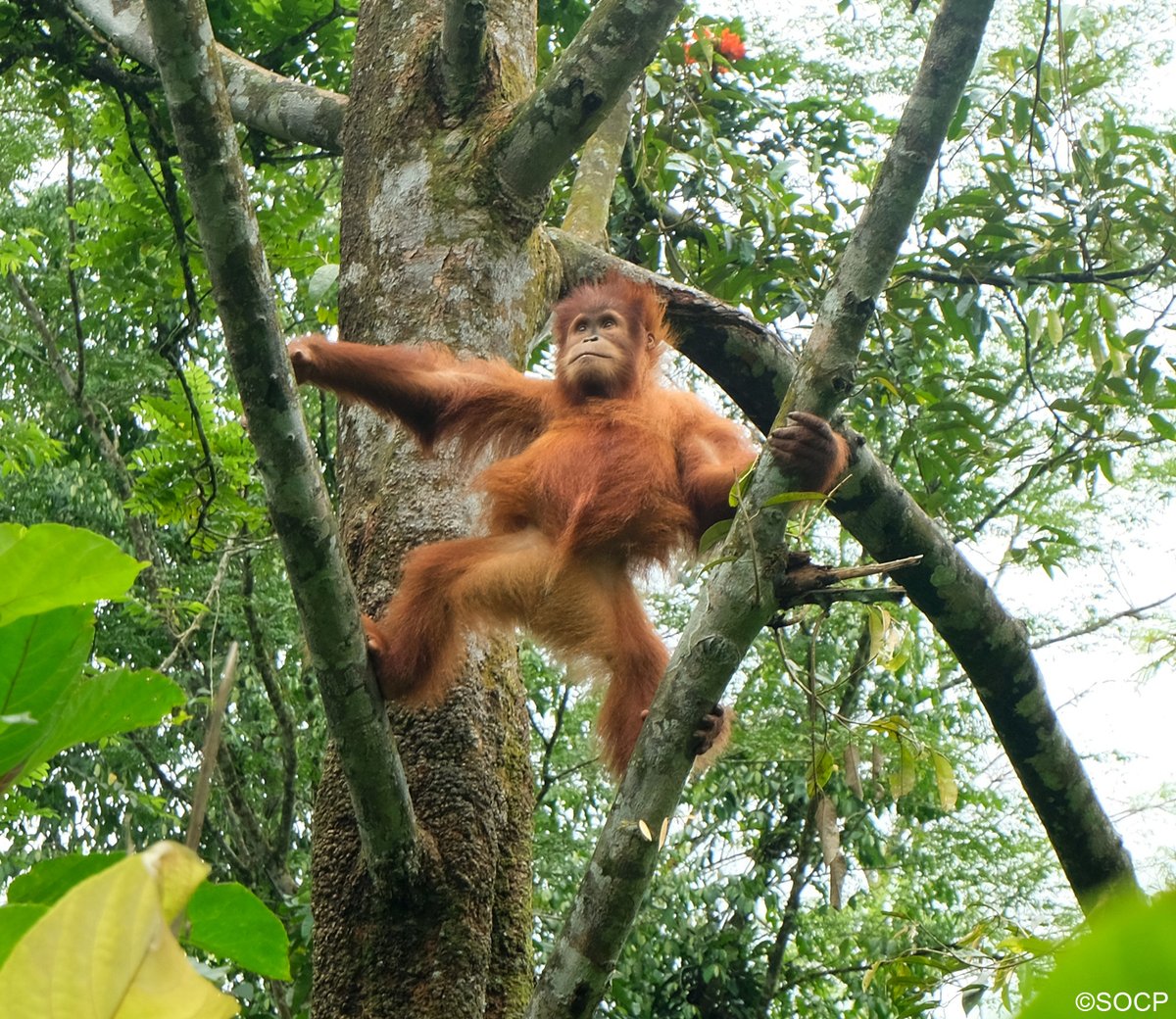OrangUtansInNot's tweet image. Wusstest du, dass der Name „Orang-Utan“ aus dem Malaiischen stammt und „Waldmensch“ bedeutet (orang = Mensch, (h)utan = Wald)? #OrangUtans sind die größten Baumbewohnenden #Lebewesen. Sie verbringen die meiste Zeit in den #Baumkronen. #Wildlife #Nature