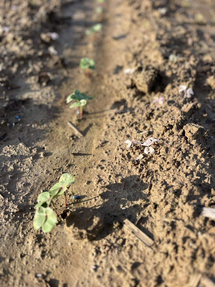 rbedwell15's tweet photo. Love to see your pre’s working.
#Bleacher
#Cotoran
#DP2127 https://t.co/UVbsvqpxAs