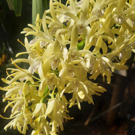 fnditg's tweet photo. Brindabella Orchids offers a wide range of vibrant, healthy orchids perfect for collectors, gifts, or home décor. 
Website:- https://t.co/x9zvGJ9Jjh

#BrindabellaOrchids #Orchids #OrchidLovers #OrchidSale #FlowerShopping #OnlineNursery #OrchidCare #RareOrchids #GardenBeauty https://t.co/eEBmGLM3g1