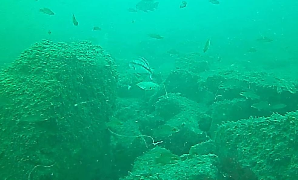 CapeCodcom's tweet photo. Cape Cod Bay targeted for a new #artificialReef after success of previous reefs in Nantucket Sound https://t.co/CbZApddiQn https://t.co/LRCbywMzQV