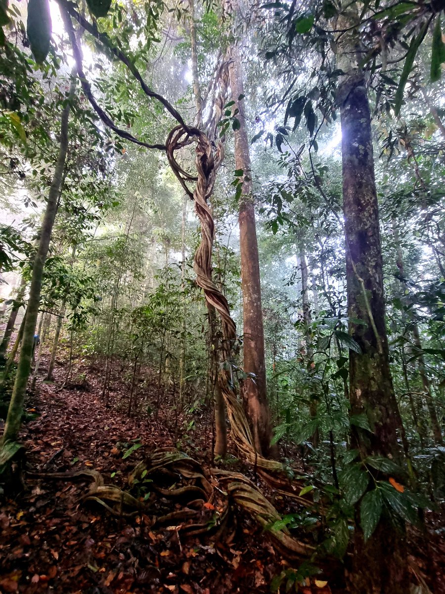 Vine Of The Day

The jungle continues to be epic 🤩

#Rainforest #TropicalVibes #Borneo