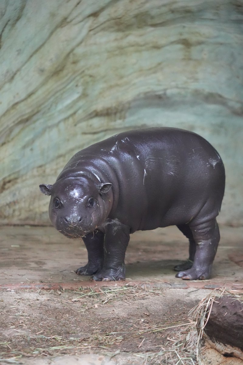 #全日本動物の正面顔大好き部
#上野動物園 #コビトカバ