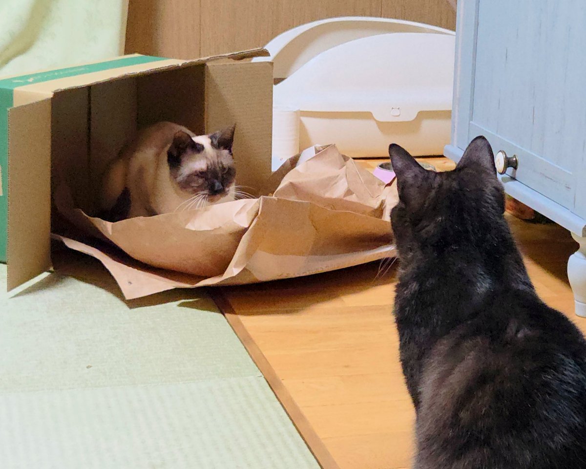 絶対譲らないマン🐱
段ボールも紙袋も全部一人占めしてやがるぞコイツ。#猫 #ねこ