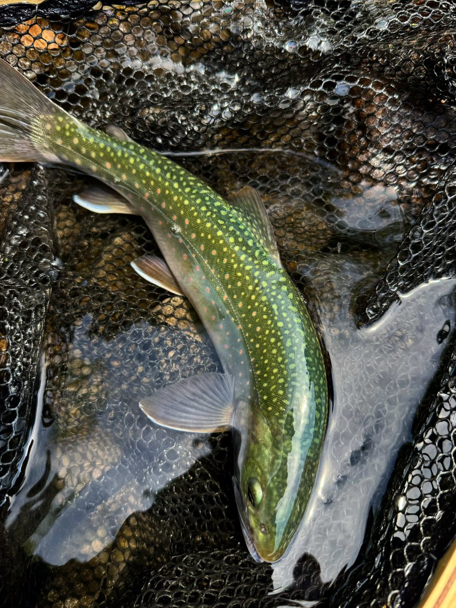 ミヤベイワナ解禁日に然別湖に行ってきました。美しすぎるグリーンバック痺れたわ