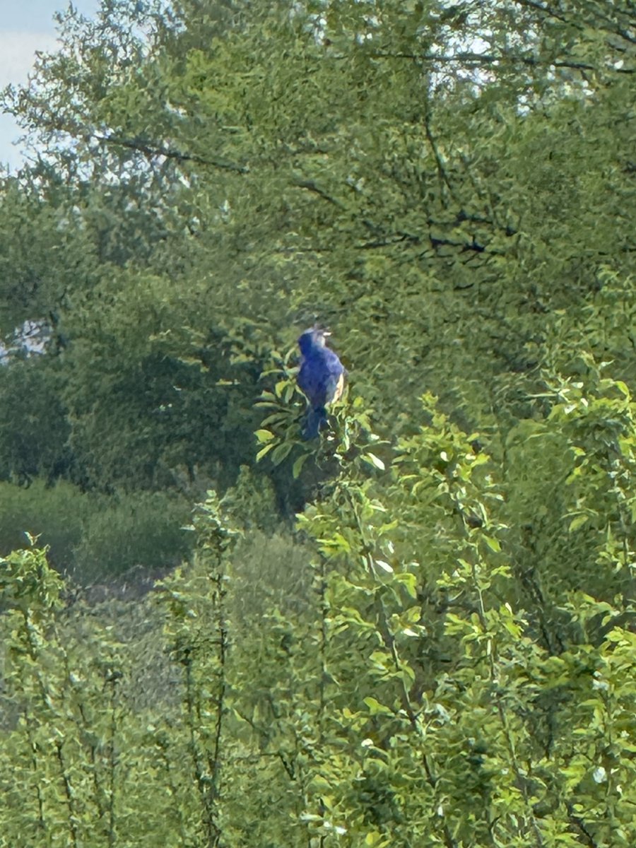 AshFindsBirds's tweet photo. I took a brief trip back to the homeland (Milwaukee, Wisconsin lol) and saw two lifers - an indigo bunting and an Eastern bluebird!!!!! Too bad I’m a dummy who left her camera in NY 🤦🏽‍♀️ https://t.co/mZywG8Z8lq