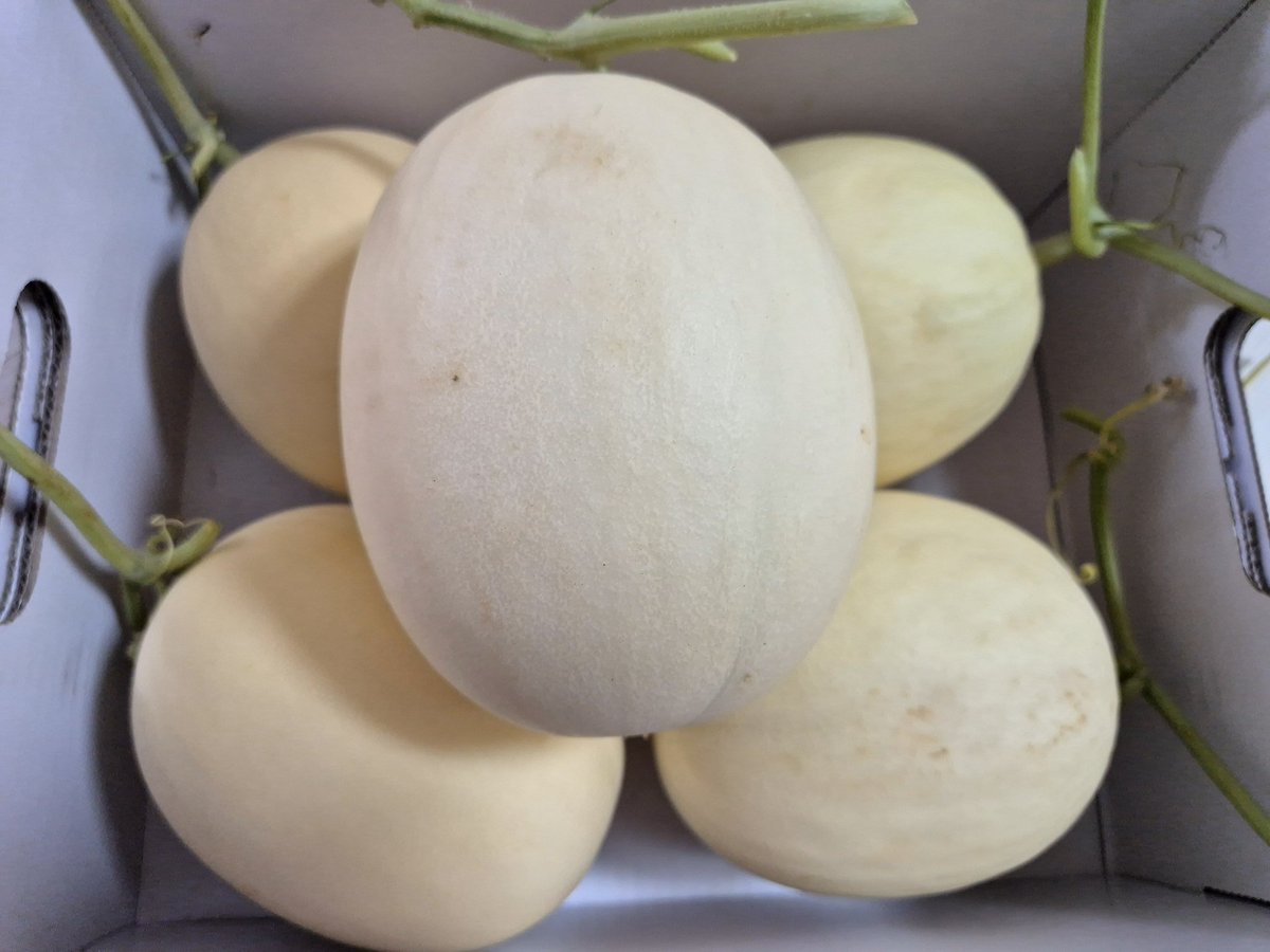 양가엔 큰 걸로 보냈지만
올해 우리껀 한 번에 먹을 분량씩 !! 하며 미니로 시켜 보았는데 예상보다 빠르게 도착했고
증맬 작고 귀욥다 !! (feat.4kg 갱얼

이거 먹고 큰 것도 시켜봐야지 하며 후숙 중이었는데 이미 품절이라니요 이럴수가 ㅠㅠㅠ

그래도 1년 기다린 보람♡

<a href="/meloncountry0/">메나🍈 🔥 감사합니다😊 행복한 하루하루 보내세요 ! 내년에 만나요🙇🏻‍♀️💚</a>