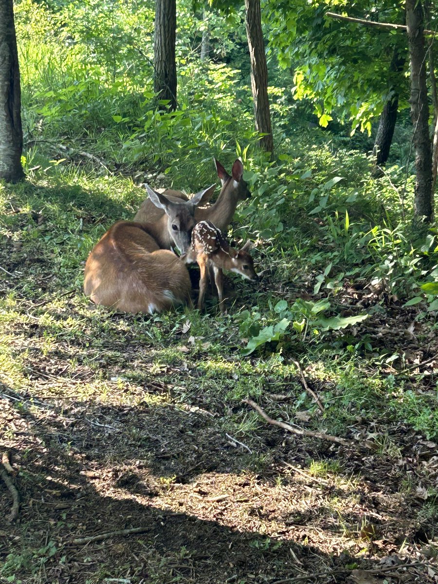 MammothCaveNP's tweet image. It’s that time of the year that fawns will be appearing in our park. Please adhere to speed limits and be on the lookout for these youngsters on our roads. If you are out hiking and see a fawn, please leave them alone, their mom is close by.
