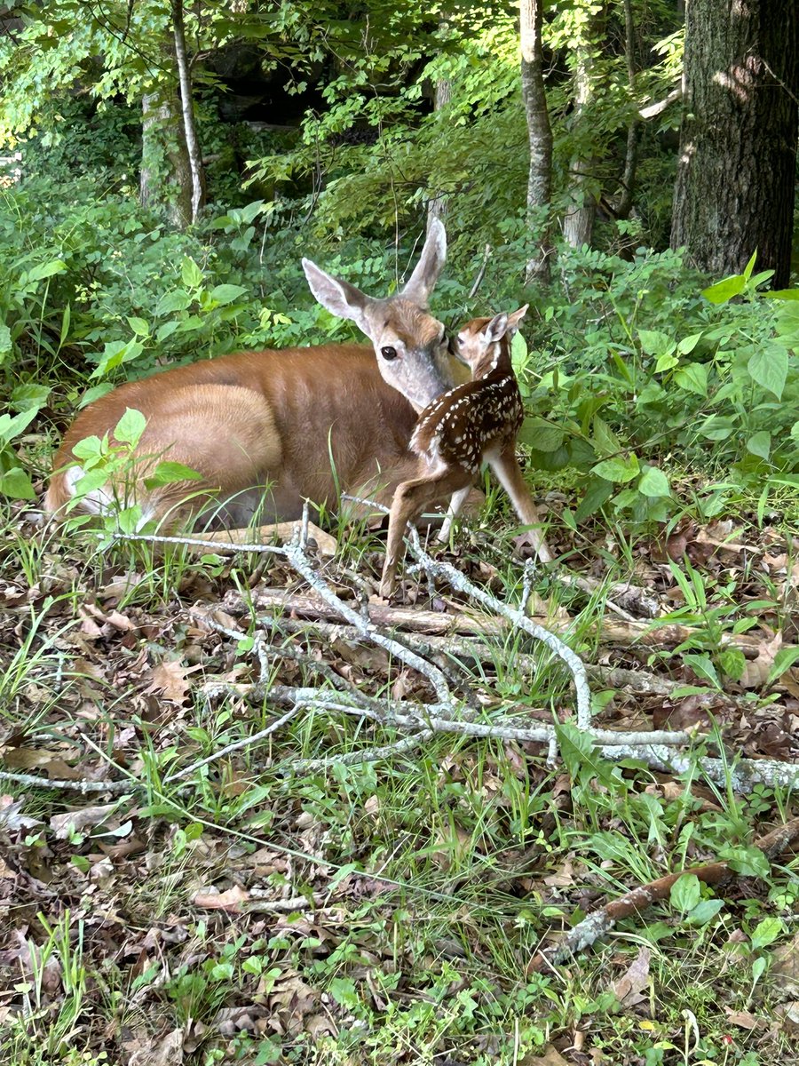 MammothCaveNP's tweet image. It’s that time of the year that fawns will be appearing in our park. Please adhere to speed limits and be on the lookout for these youngsters on our roads. If you are out hiking and see a fawn, please leave them alone, their mom is close by.