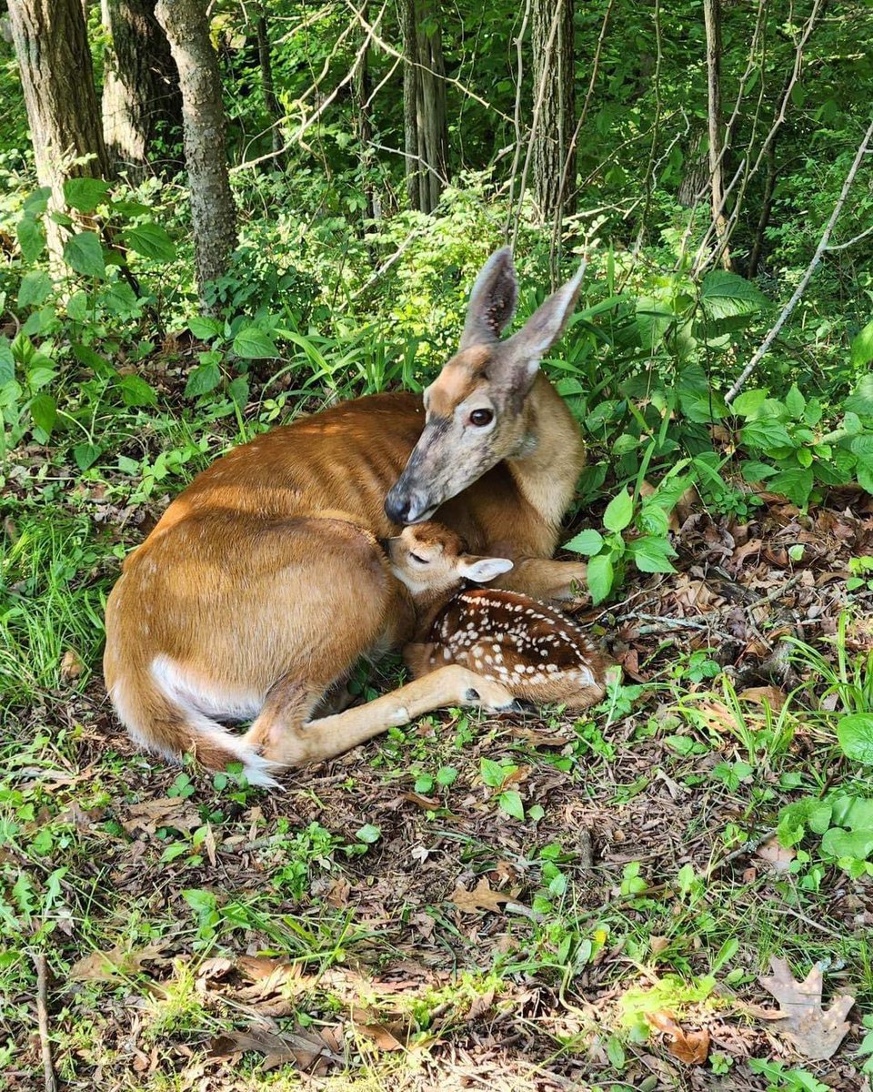 MammothCaveNP's tweet image. It’s that time of the year that fawns will be appearing in our park. Please adhere to speed limits and be on the lookout for these youngsters on our roads. If you are out hiking and see a fawn, please leave them alone, their mom is close by.