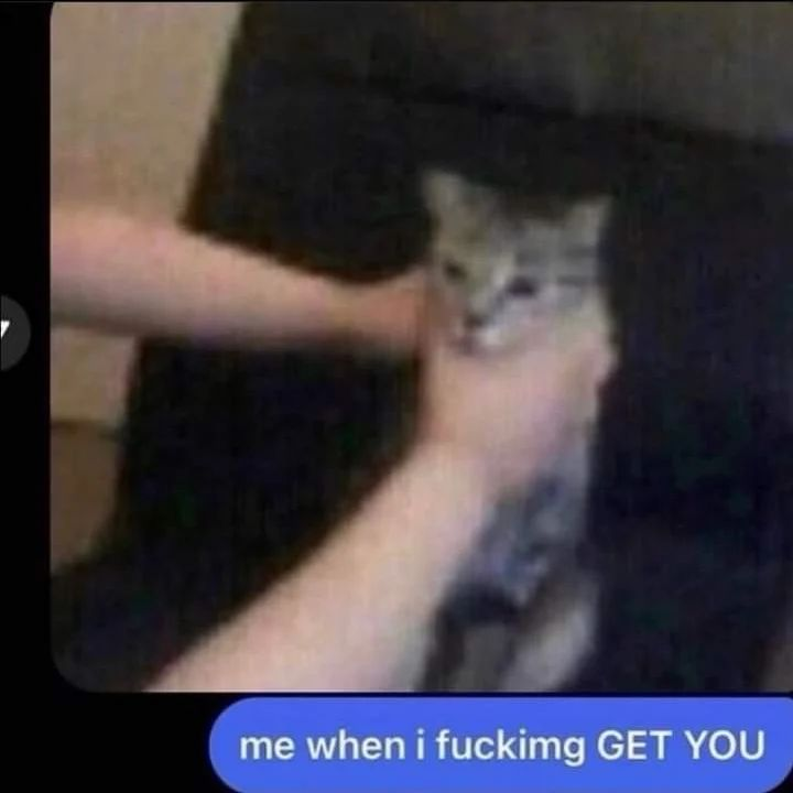 Punch Cat tweet media