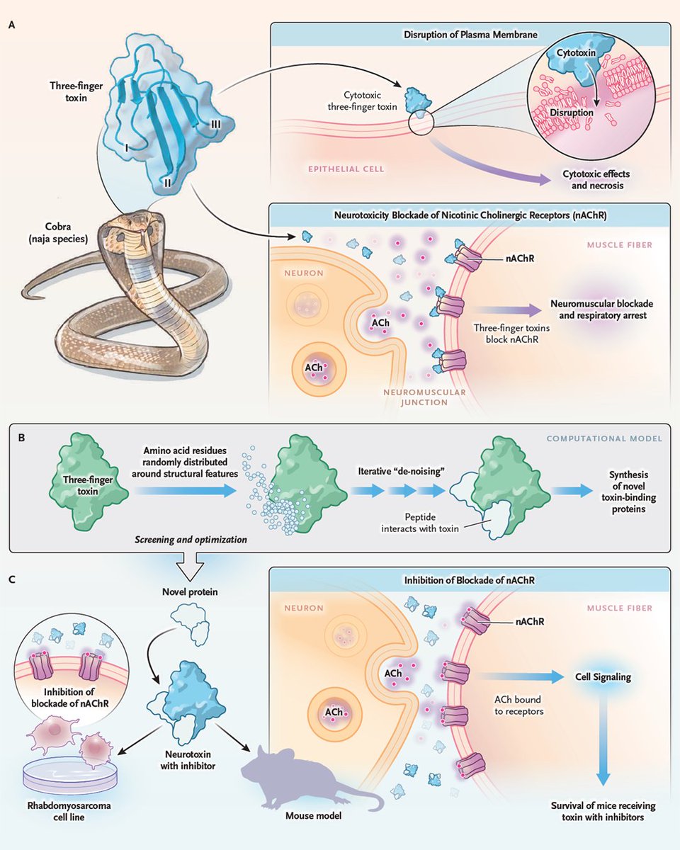 A new article by José María Gutiérrez, PhD, describes how machine-learning tools were used to design novel protein inhibitors that proved effective against snake-venom toxins in mice. 

Read the Clinical Implications of Basic Research article “Novel Proteins to Neutralize Venom