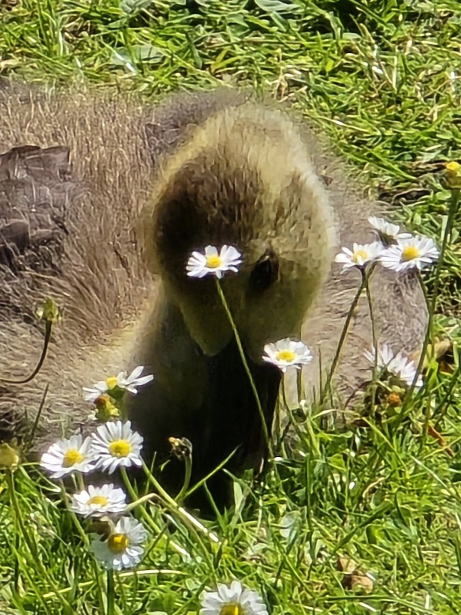 In hiding 
#flowersonfriday