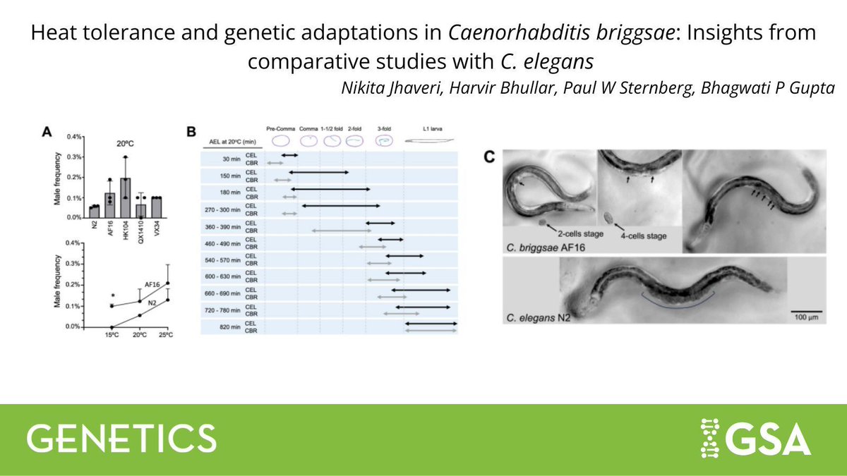 Genetics Society of America (@geneticsgsa) on Twitter photo New work in #GENETICS from <a href="/bguptabio/">Bhagwati Gupta</a> and the team shows that C. briggsae exhibits greater thermal resilience, allowing it to survive, grow, and reproduce at temperatures usually stressful for #Celegans. 🪱
Read more: buff.ly/weezaAh New work in #GENETICS from <a href="/bguptabio/">Bhagwati Gupta</a> and the team shows that C. briggsae exhibits greater thermal resilience, allowing it to survive, grow, and reproduce at temperatures usually stressful for #Celegans. 🪱
Read more: buff.ly/weezaAh