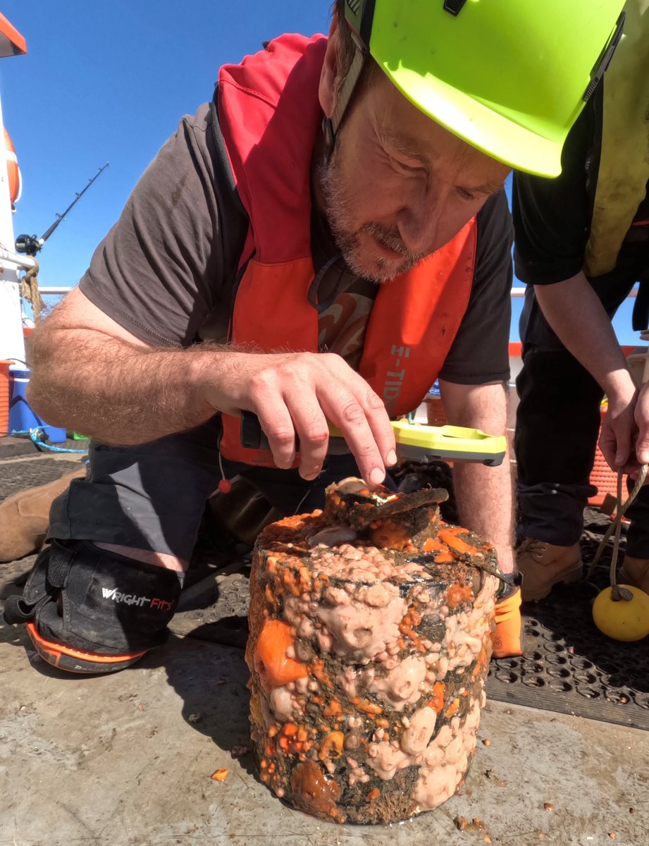 We've been sampling at Beatrice offshore wind farm this week for new project #ECOCHANGE studying what fish &amp; other animals eat inside wind farms. Led by Marine Directorate with <a href="/LivUni/">University of Liverpool</a> &amp; <a href="/SUERC1/">SUERC</a>, funded by The Crown Estate’s Offshore Wind Evidence and Change programme &amp; #ScotMER.