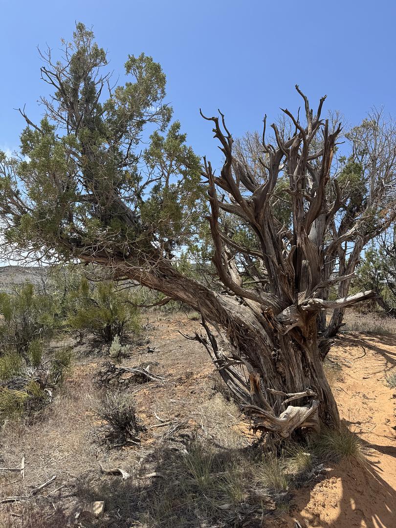 Recently, while hiking in northeastern Utah, I saw this Juniper tree where one side was beautifully twisted and gnarled, and dead. But growing out of it was just one branch, living and thriving. Of course, I thought of us and our ancestors and how we can only grow out of them.