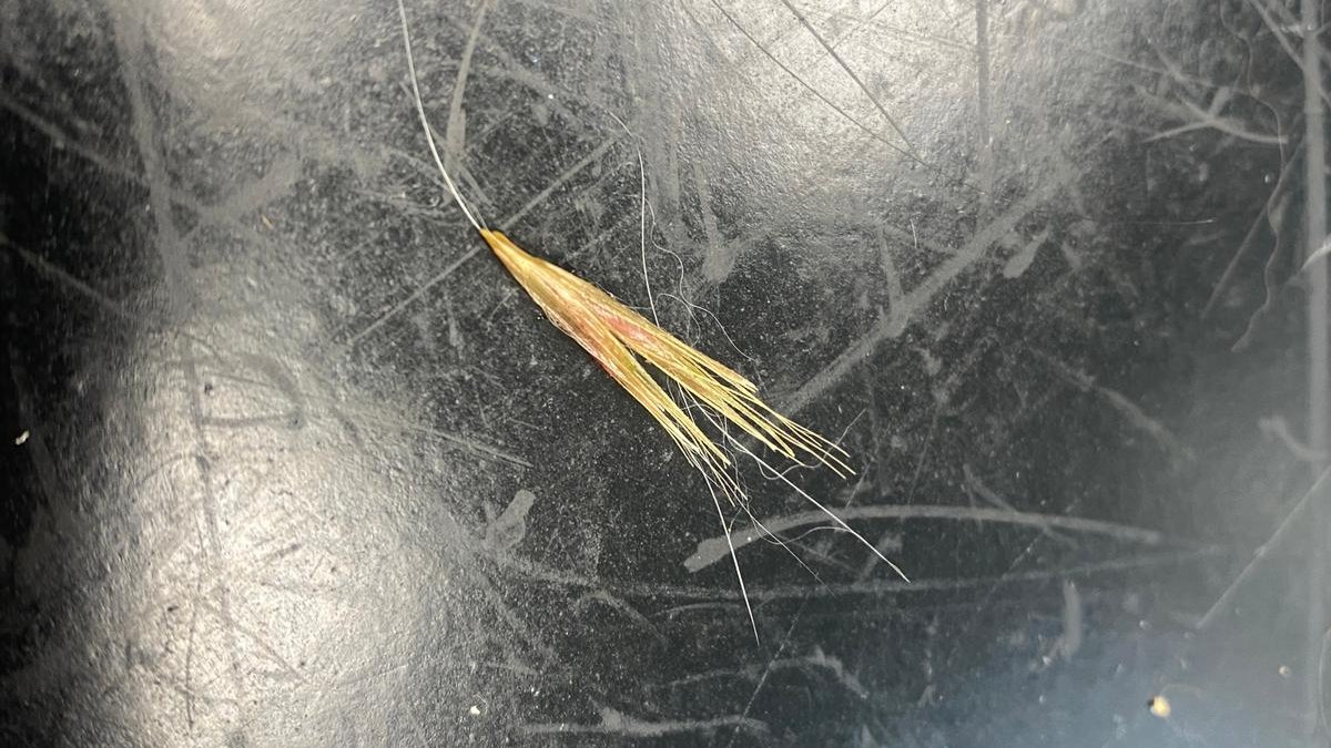 Grass seed removed from Border Collie's right paw. Usually common in summer/early autumn but must be around due to recent extended warm spell. Please check feet for grass seeds when back from a walk &amp; contact your vet if worried! #Brighton #Peacehaven #Rottingdean #HaywardsHeath