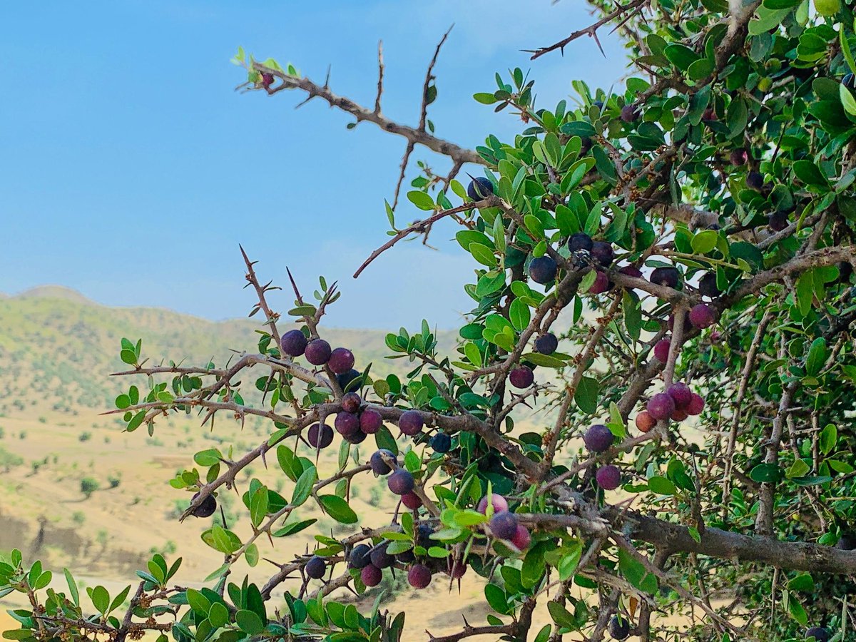 د خوست- ګربزو ولسوالي او ګورګورې!

#خوست 

عکاس: Asadullah Arfan/اسدالله عرفان