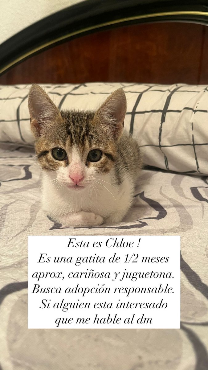 CyberM0rph's tweet photo. URGENTE!! difusión porfi !! mi prima tiene esta gatita que no se puede quedar porque tiene 2 perros y no pueden estar en compañía. Si conoceis a alguien que se la pueda quedar, habladme por aquí!! (Solo Albacete) https://t.co/DaZI0oPxhK
