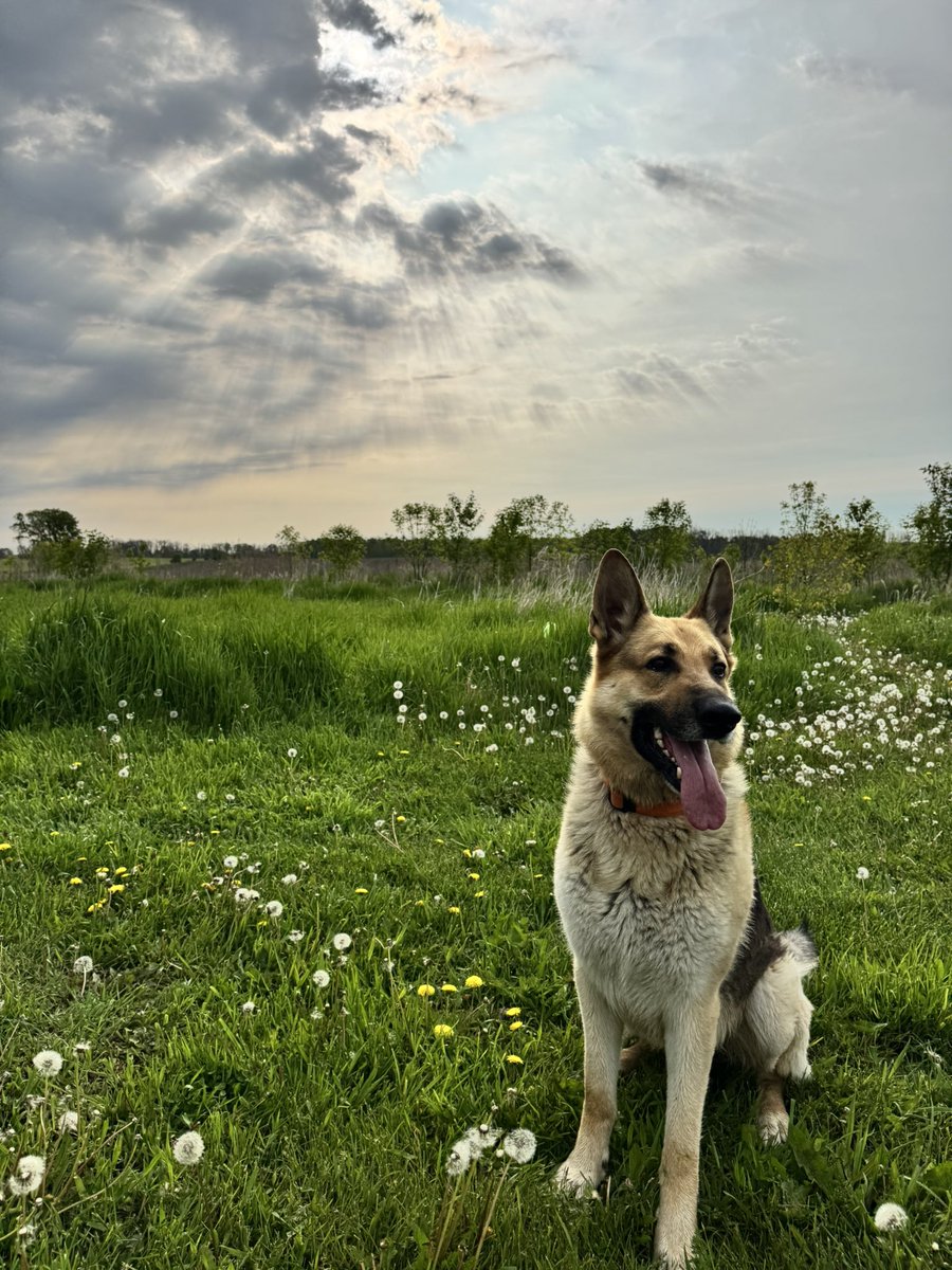 KaylaGabrielse's tweet image. Good Morning! ☀️
A beautiful morning for rabbit hunting with my best friend. 🐕 🐰