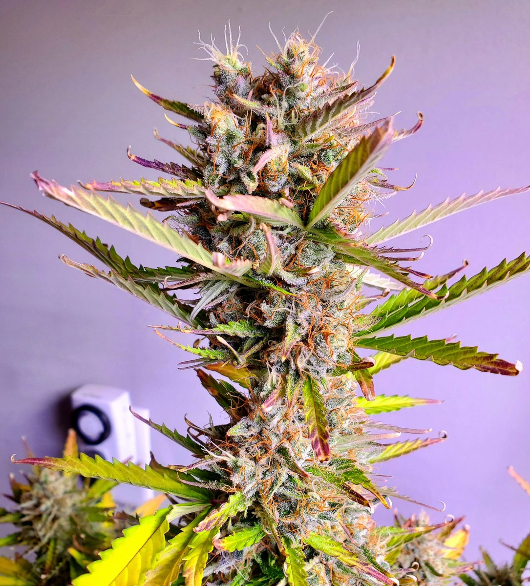 Medical Grower 420 🇺🇸 tweet media