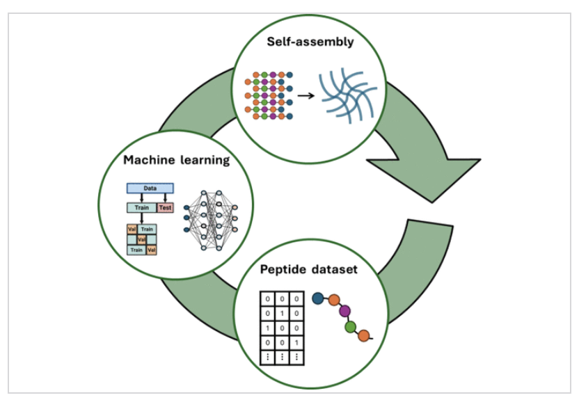 Learn how machine learning accelerates peptide nanomaterial discovery by navigating complex sequence space and reducing experimental trial-and-error. #ACSNano #Nanotechnology

Read it here 🔗 go.acs.org/cFq
