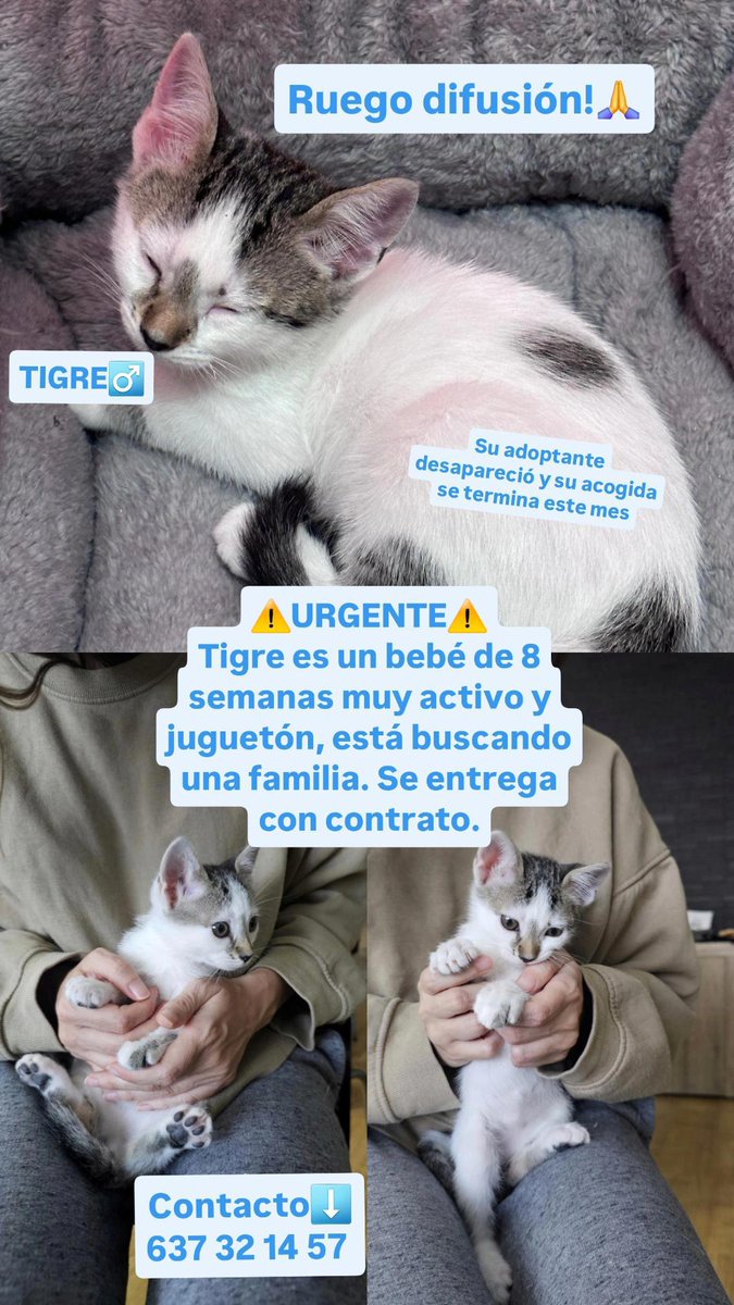 🚨 URGENTE🚨
Este gatito es el último de una camada de 6 que queda por adoptar. Se le acaba la acogida este mes.
♂️ Macho
🎂 2 meses
💚 Desparasitado 

CONTACTO ⬇️

📱637 32 14 57

📍En Murcia, pero puede viajar a provincias cercanas
🌿Se agradece difusión🌿