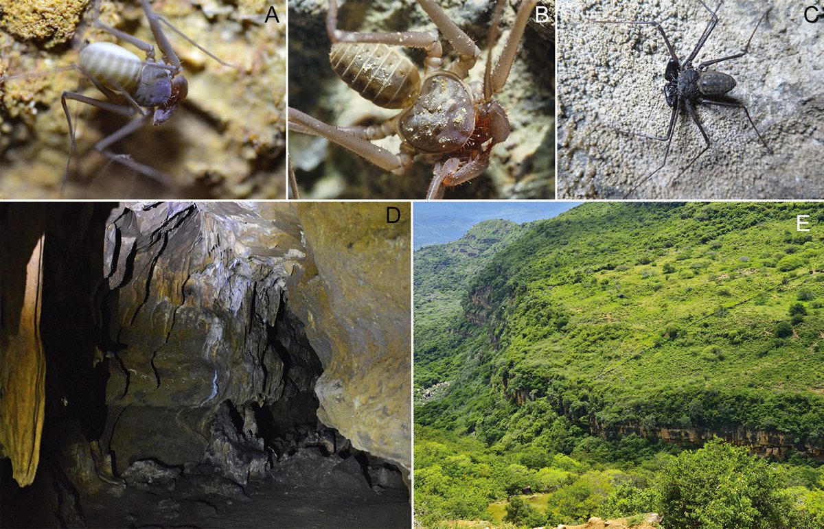 Subterranean Biology tweet media