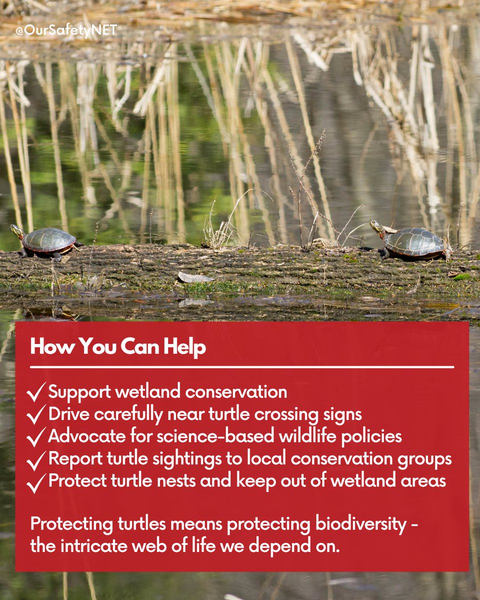 At the same time, #Ontario’s proposed #Bill5 threatens to further erode #biodiversity protections. The #TorontoZoo has warned that the bill could undo decades of #conservation work, specifically calling out the risks to the #Blanding’s #turtle. Learn more: oursafetynet.org/net-blog/