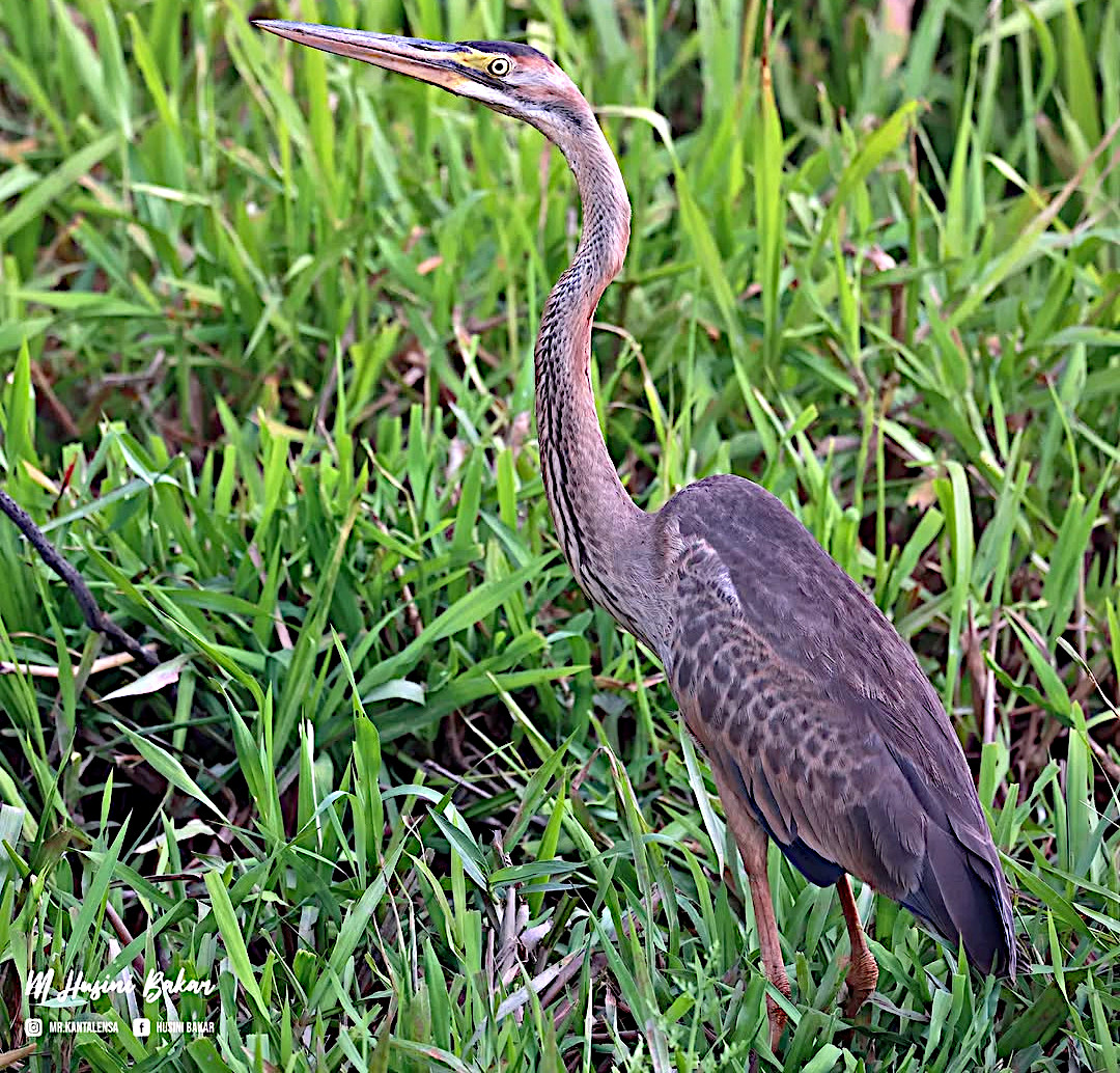 Long neck, longer patience 🐾🌾: Purple heron (Ardea purpurea) moving through the paddy field like a feathered ninja in stealth mode 🕵️‍♂️🪶. Photo: Husini Bakar. #Biodiversity #Wildlife #Birds #Birding #WildlifePhotography #NaturePhotography