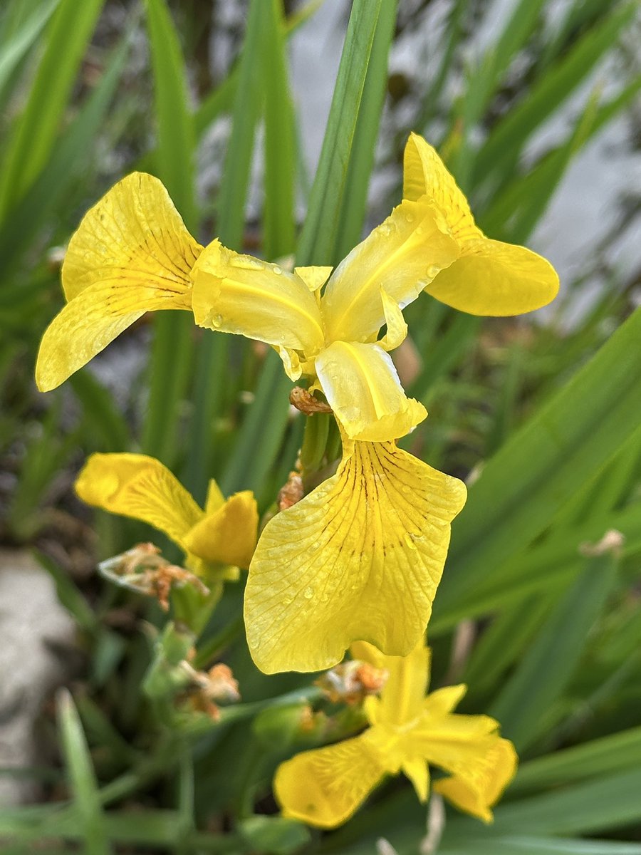 Baharın son günlerinde sarı çiçekler..
🌼🏵️🌼🏵️🌼