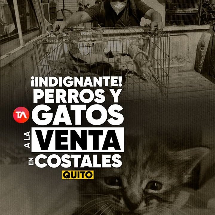 Bloque Defensores An (@defensoresan) on Twitter photo Dónde están los criaderos? Fueron a los criaderos? Cuántos comerciantes ilegales han sido multados y pagada la multa a través de los años? Presenten documentos! A cuántos "durmieron" y cuántos quedaron vivos? Golpe publicitario no queremos, acciones de fondo ya <a href="/MunicipioQuito/">Municipio de Quito</a> Dónde están los criaderos? Fueron a los criaderos? Cuántos comerciantes ilegales han sido multados y pagada la multa a través de los años? Presenten documentos! A cuántos "durmieron" y cuántos quedaron vivos? Golpe publicitario no queremos, acciones de fondo ya <a href="/MunicipioQuito/">Municipio de Quito</a>