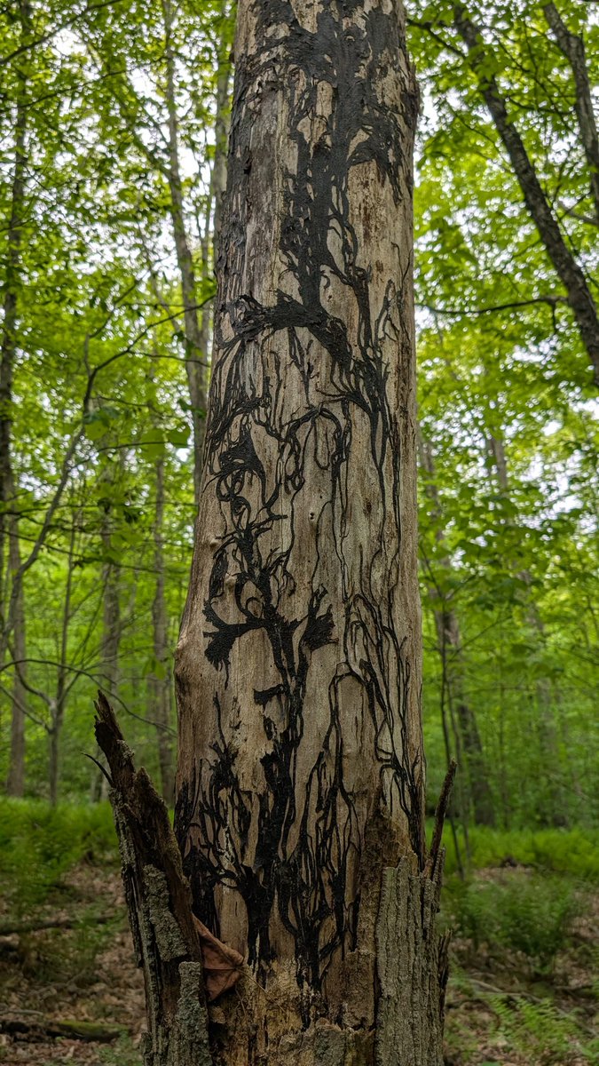 Sarafina 🌲👑 Forest Princess tweet media