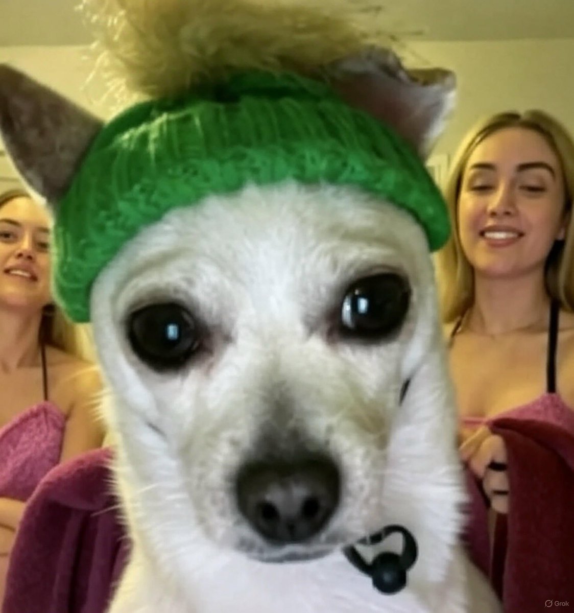 ⁦<a href="/beaniedogbella/">Beanie Dog</a>⁩ knows how to get the livestream going